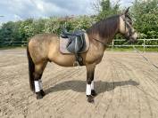 Cheval PRE Orgulloso 