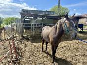 Vend Cheval Arabe Barbe 32 mois