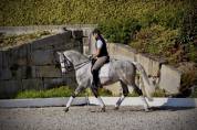 Garboso CSLR &ndash; Hongre PRE 2021, ANCCE, dressage
