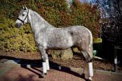 Garboso CSLR &ndash; Hongre PRE 2021, ANCCE, dressage