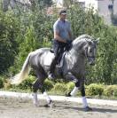 Garboso CSLR &ndash; Hongre PRE 2021, ANCCE, dressage