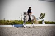 Garboso CSLR &ndash; Hongre PRE 2021, ANCCE, dressage