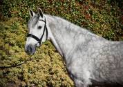 Garboso CSLR &ndash; Hongre PRE 2021, ANCCE, dressage