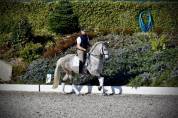 Garboso CSLR &ndash; Hongre PRE 2021, ANCCE, dressage