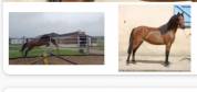 Poney B 
