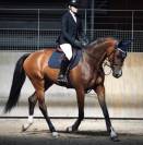 Chouette jument de 5 ans