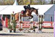 Chouette jument de 5 ans