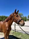 Hongre 4ans Cso