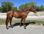 Hongre 4ans Cso