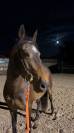 &Agrave; vendre ponette PFS taille D 9 ans - Directeur &eacute;leveur