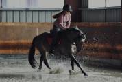 &Agrave; vendre ponette PFS taille D 9 ans - Directeur &eacute;leveur