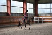 &Agrave; vendre ponette PFS taille D 9 ans - Directeur &eacute;leveur