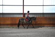 &Agrave; vendre ponette PFS taille D 9 ans - Directeur &eacute;leveur