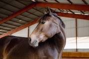 Yegua PFS Poni Fran&ccedil;&eacute;s de Silla En venta 2017 Bayo