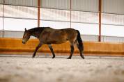 Yegua PFS Poni Fran&ccedil;&eacute;s de Silla En venta 2017 Bayo