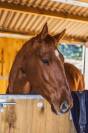 Hongre &agrave; vendre - PS de 4 ans, 1m63