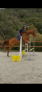 Hongre &agrave; vendre - PS de 4 ans, 1m63