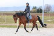 Cheval de sport Allemand 