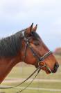 Cheval de sport Allemand 