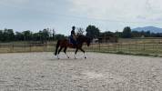 Cheval de sport Allemand 