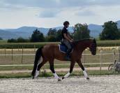 Cheval de sport Allemand 