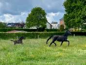 Pouliche 2026 noire dressage