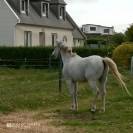Hongre psar 15 ans 