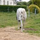 Hongre psar 15 ans 