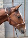 2 ans - Hongre - CSO