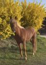 Mare French Saddle Pony For sale 2022 Chesnut