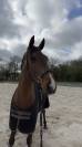 Cheval de 11 ans &agrave; vendre 