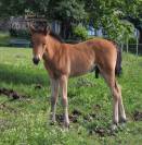 Joli foal NFC au grand potentiel sport