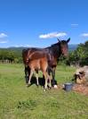 Joli foal NFC au grand potentiel sport