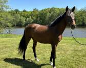 Magnifique poulain 