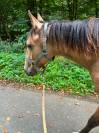 Cooper , poulain quarter horse &agrave; vendre ! 
