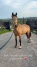 Cooper , poulain quarter horse &agrave; vendre ! 