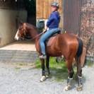 Vends hongre paint horse 4 ans, d&eacute;bourr&eacute; 