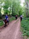 Vends hongre paint horse 4 ans, d&eacute;bourr&eacute; 