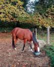 Vends hongre paint horse 4 ans, d&eacute;bourr&eacute; 