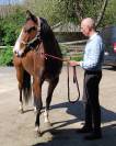 Vends hongre paint horse 4 ans, d&eacute;bourr&eacute; 