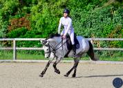 ✨ Poney D &agrave; vendre ✨