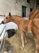 Superbe pouliche 2026 par ROMAN EMPIRE X NEGRO