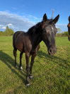 Pouliche SF noire