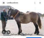 Highland Belgian Pony 