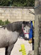 Highland Belgian Pony 
