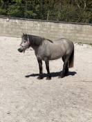 Highland Belgian Pony 