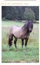 Highland Belgian Pony 
