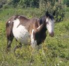 Poulain OC Paint Horse 