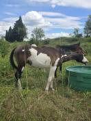Poulain OC Paint Horse 
