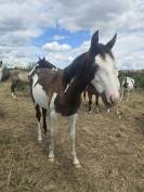 Poulain OC Paint Horse 